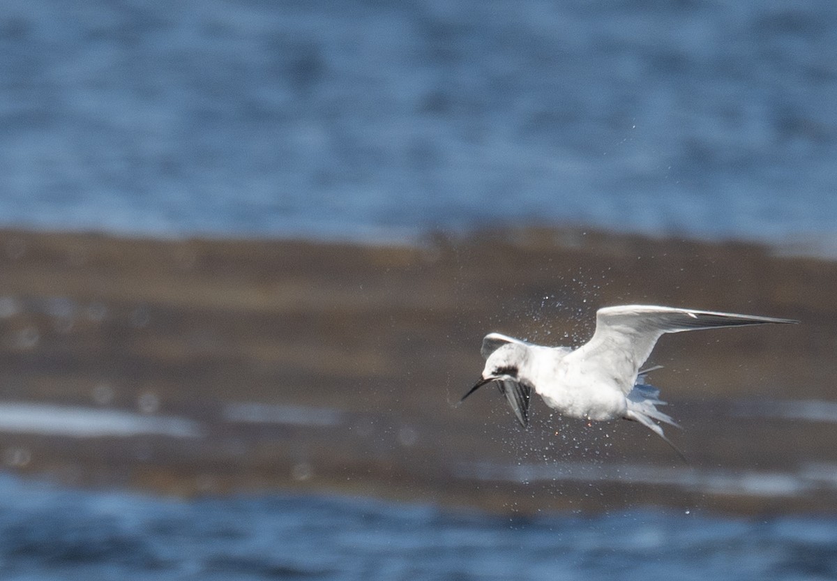 Forster's Tern - ML646169039