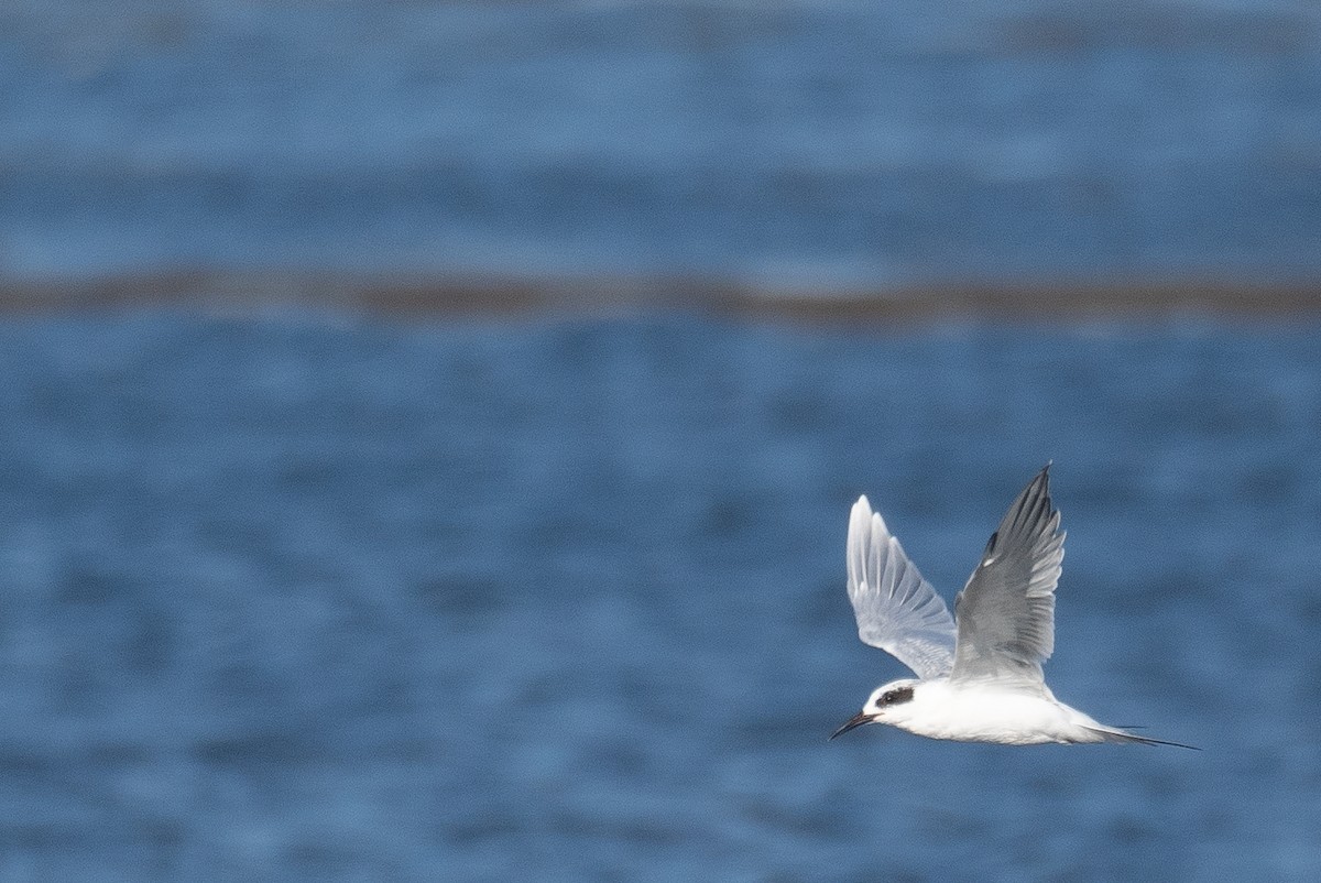 Forster's Tern - ML646169040