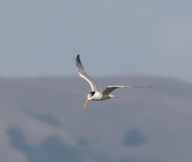 Elegant Tern - ML646169044