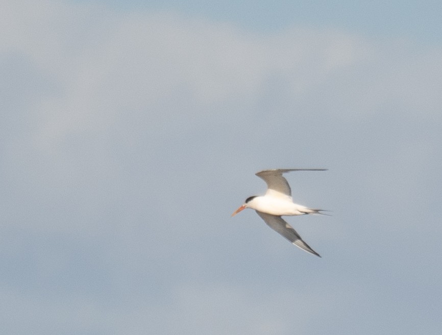 Elegant Tern - ML646169046