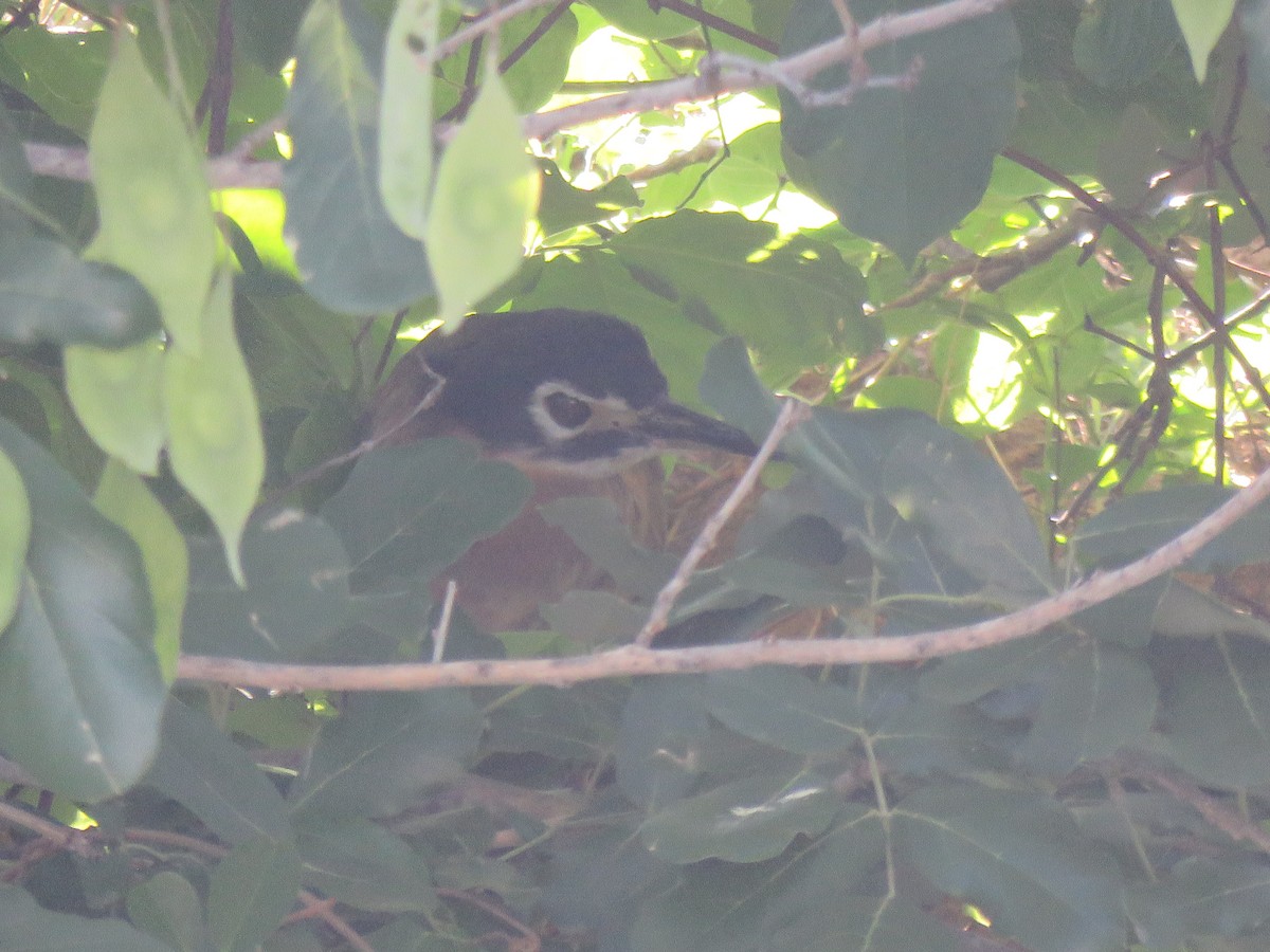 Martinete Encapuchado - ML646169048