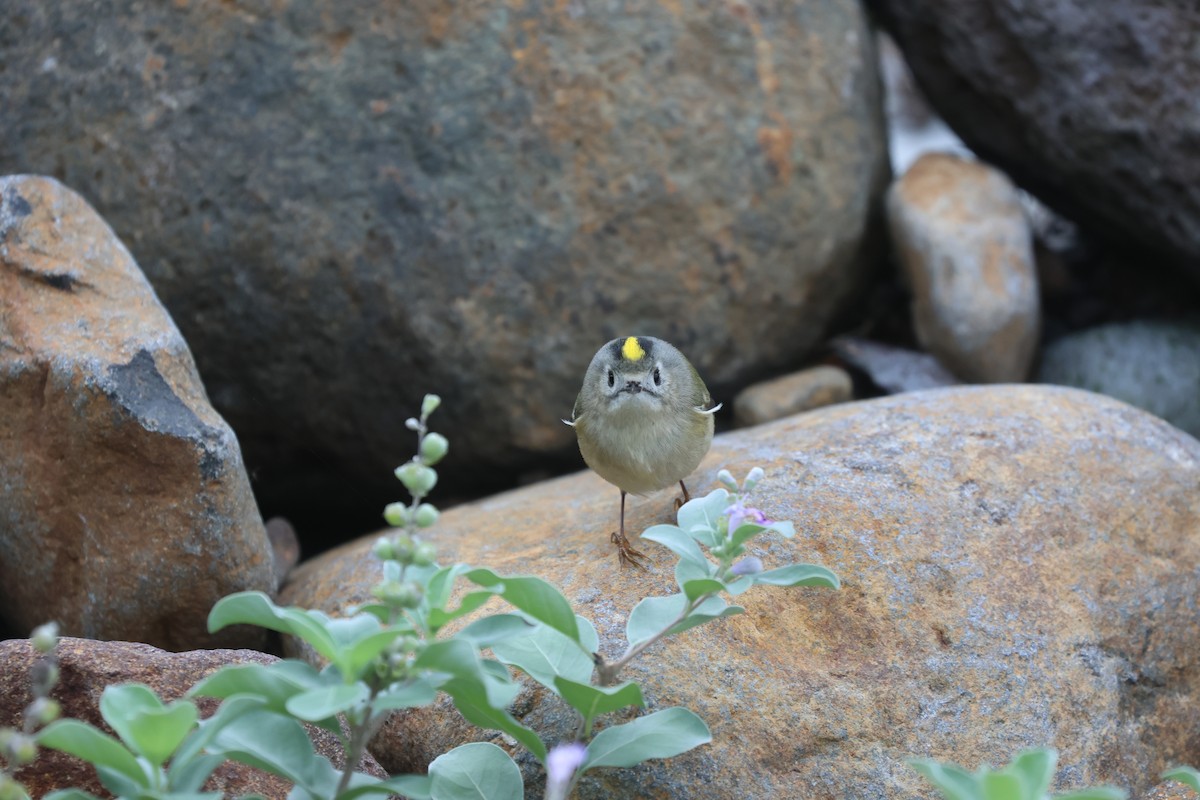 Goldcrest - ML646169049