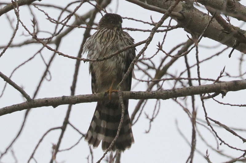 Cooper's Hawk - ML646169050