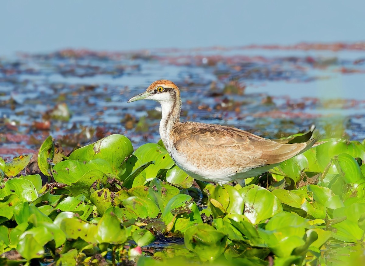 Pheasant-tailed Jacana - ML646169051