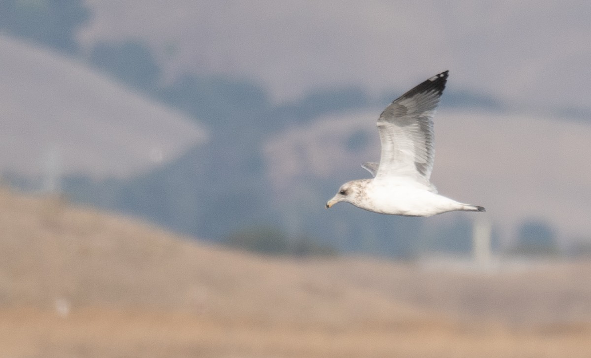 gull sp. - ML646169052