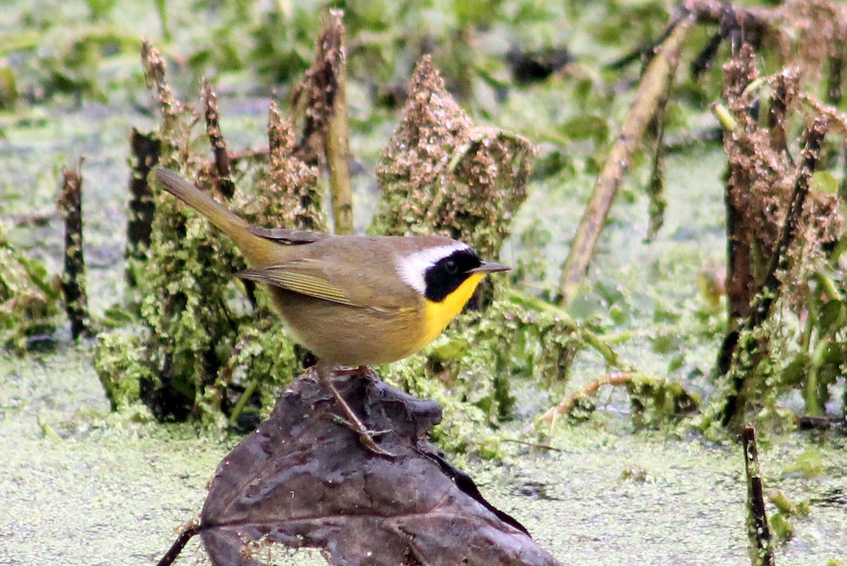 Common Yellowthroat - ML646169053