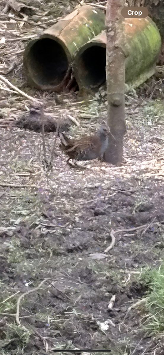 Water Rail - ML646169054