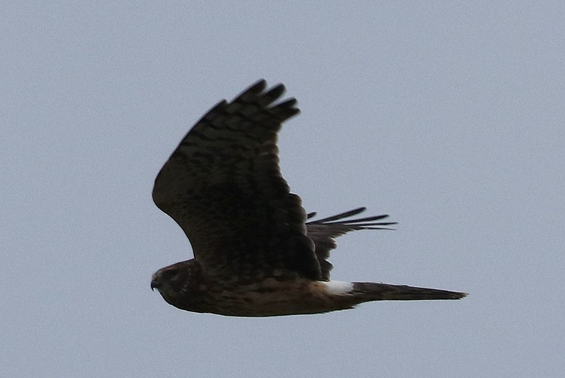 Northern Harrier - ML646169055