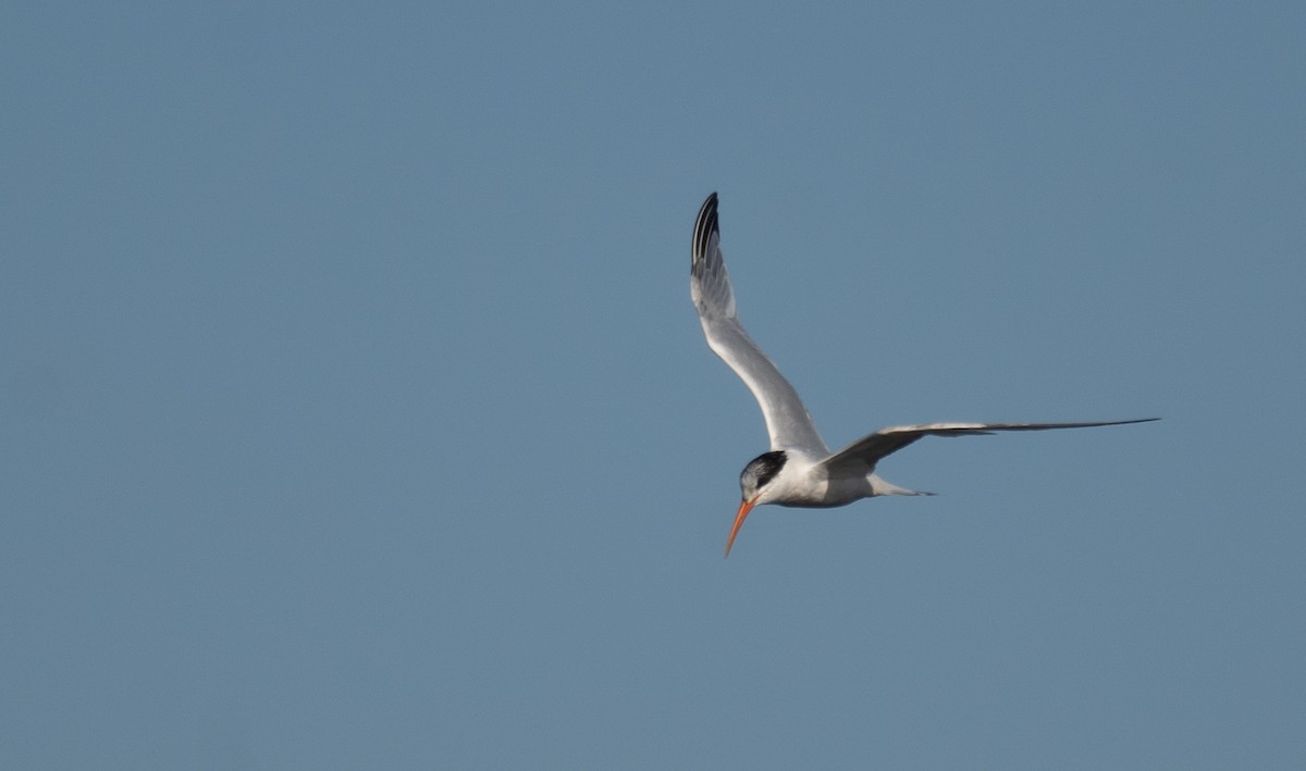 Elegant Tern - ML646169056