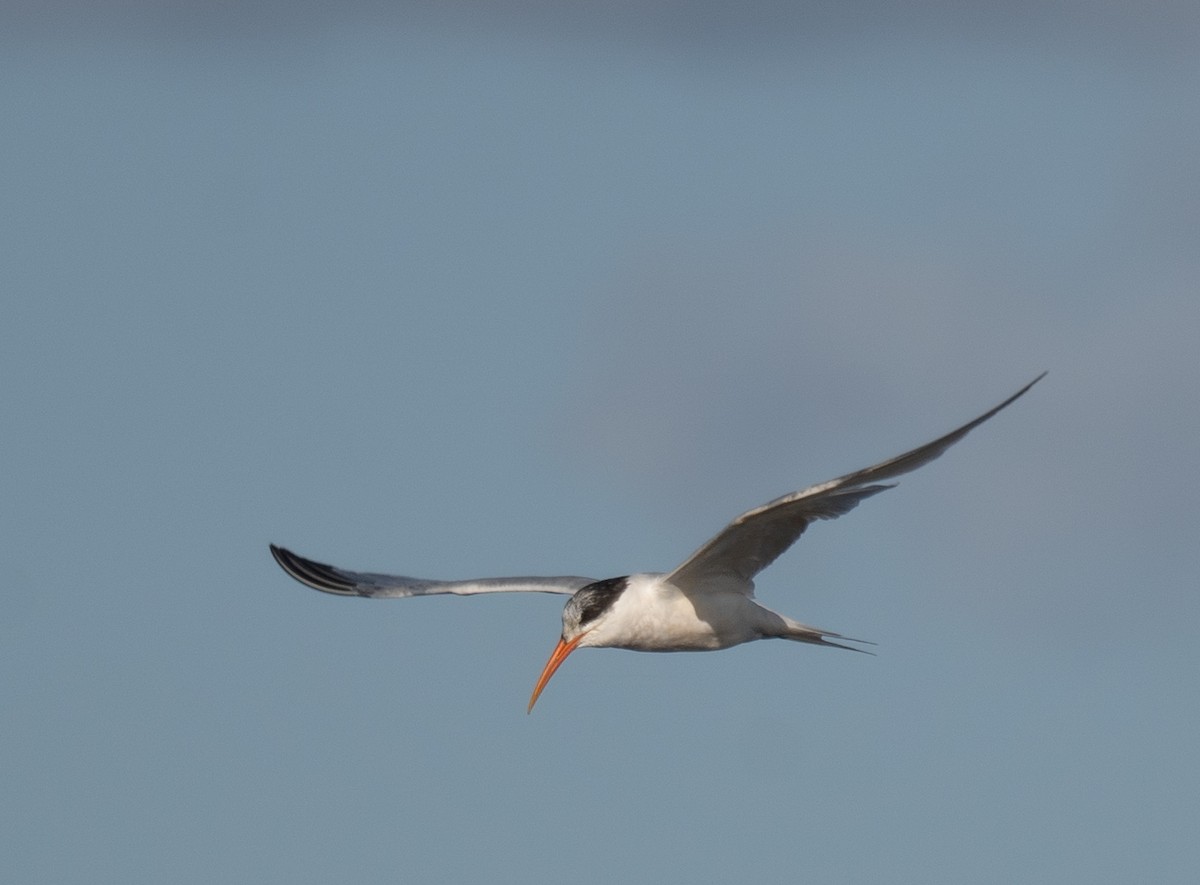 Elegant Tern - ML646169057