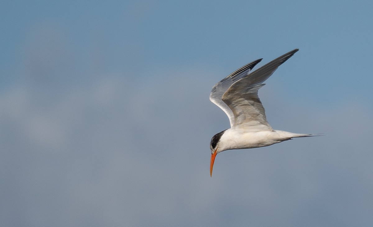 Elegant Tern - ML646169058