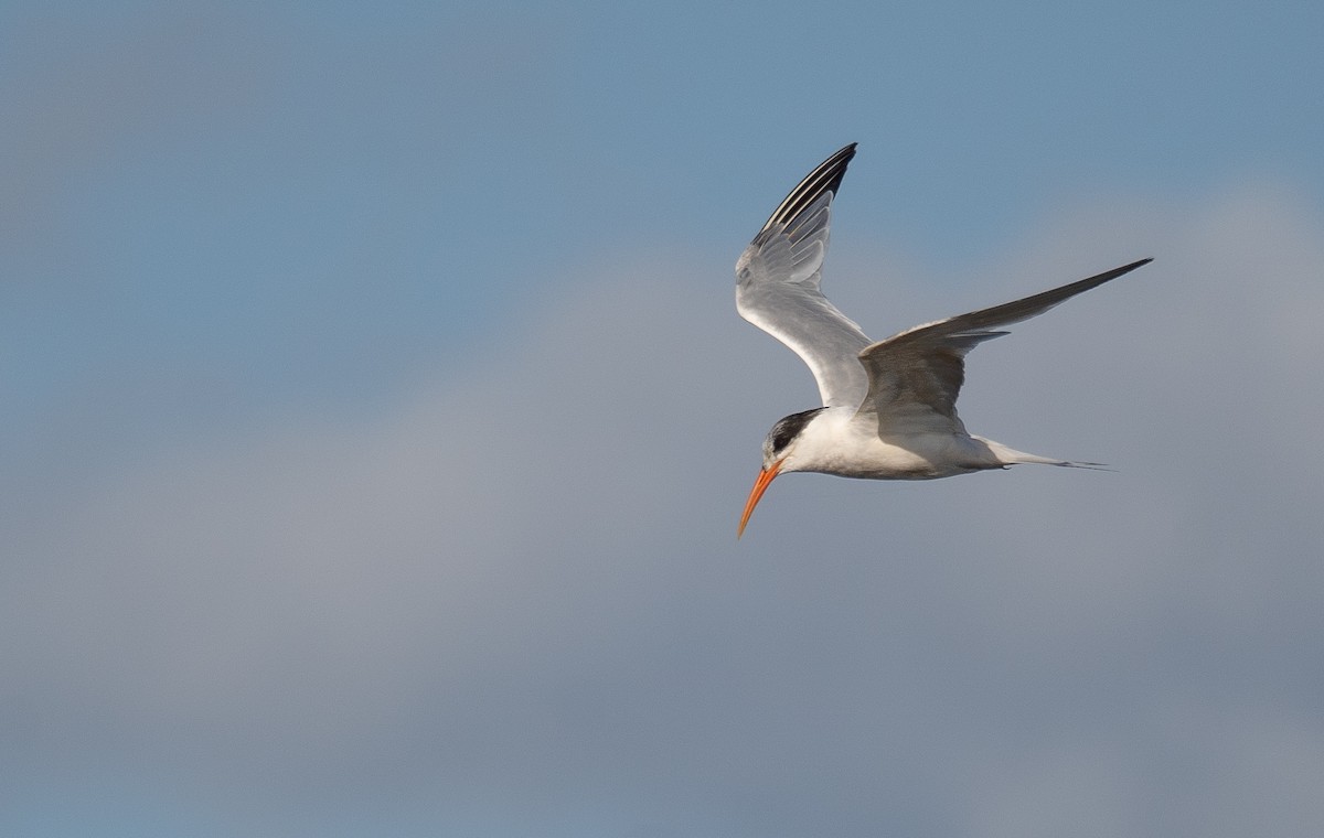 Elegant Tern - ML646169060