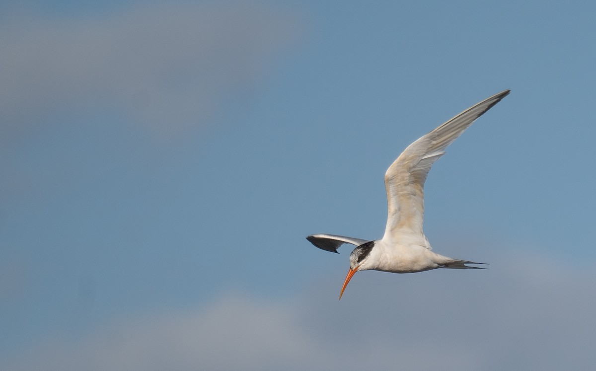 Elegant Tern - ML646169061