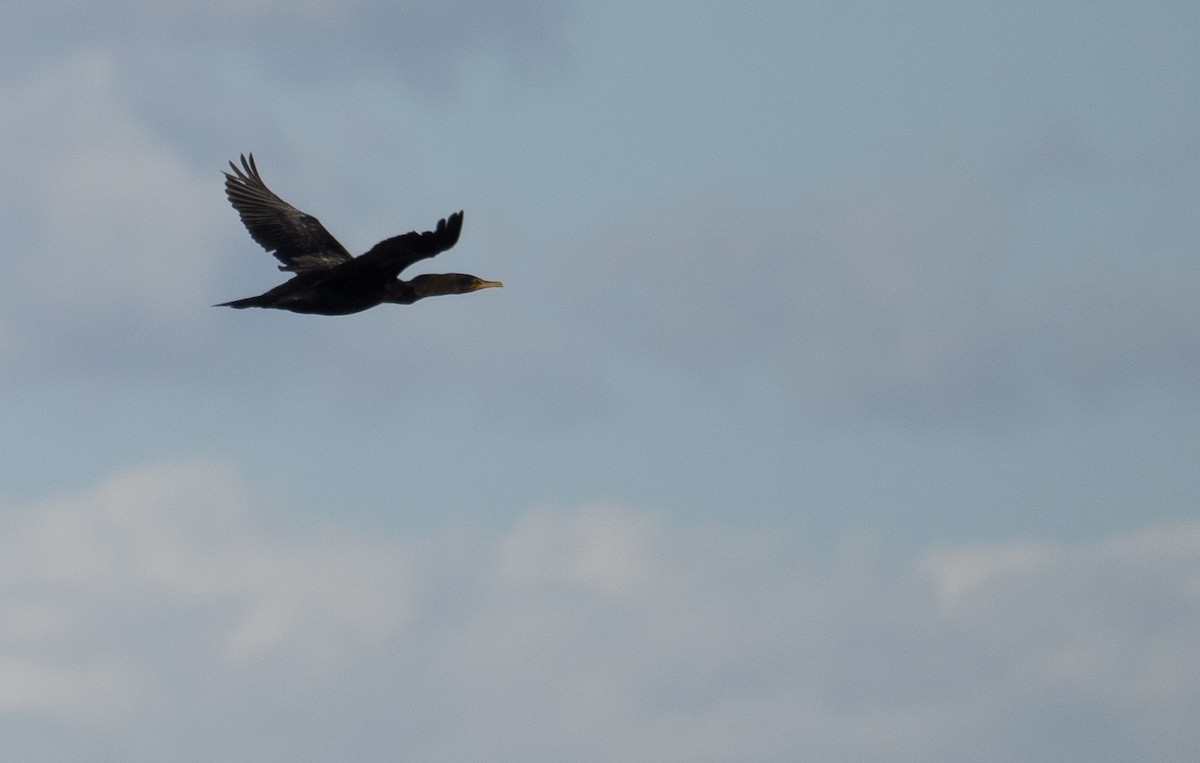 Double-crested Cormorant - ML646169064