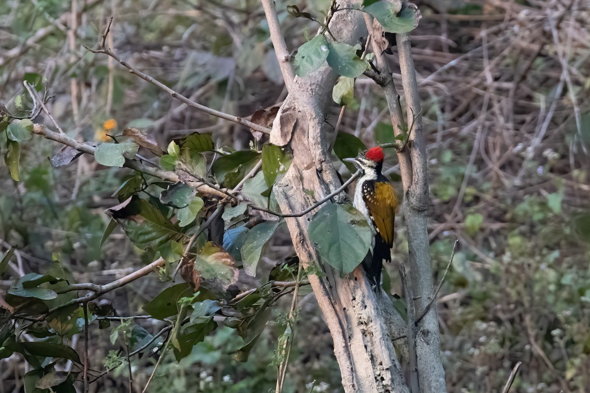 Black-rumped Flameback - ML646169065