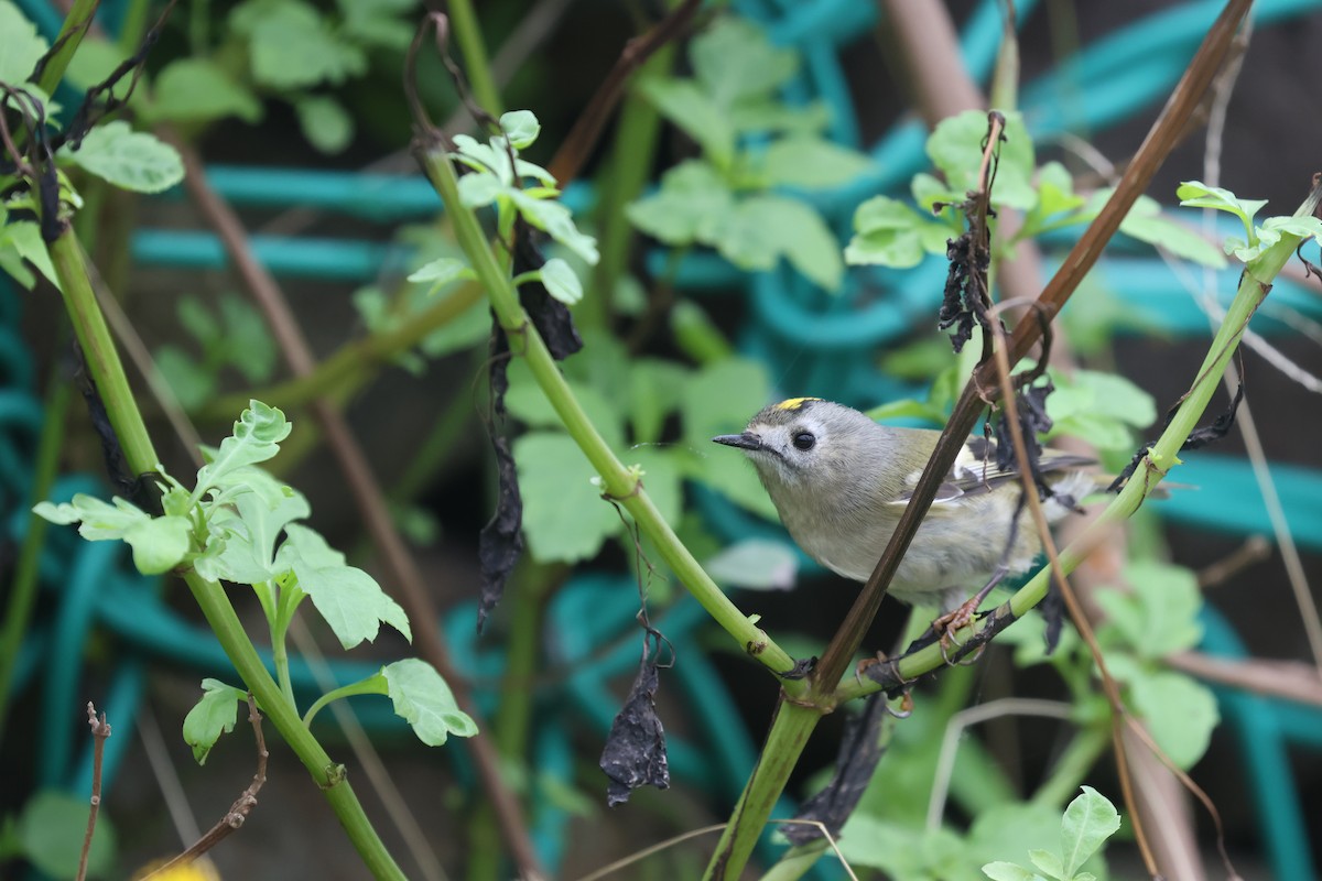Goldcrest - ML646169066