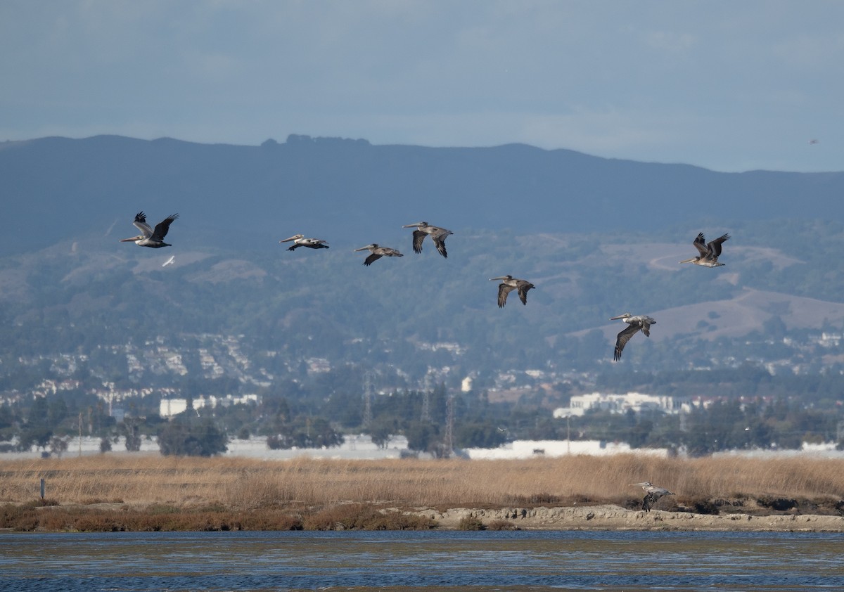 Brown Pelican - ML646169067