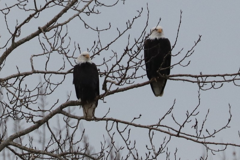 Bald Eagle - ML646169068