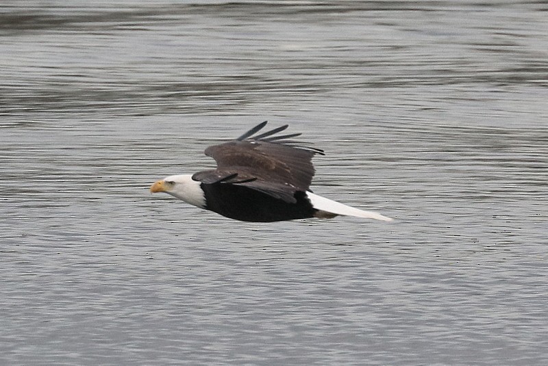 Bald Eagle - ML646169069
