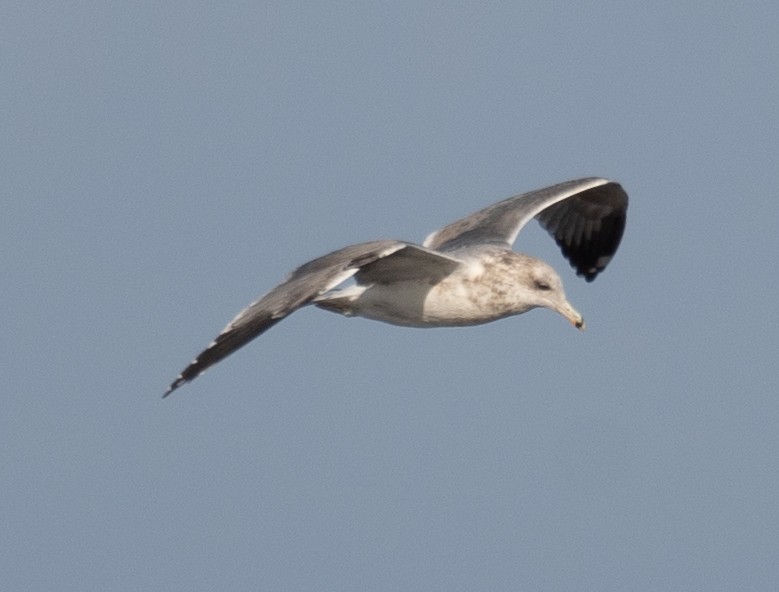 gull sp. - ML646169070