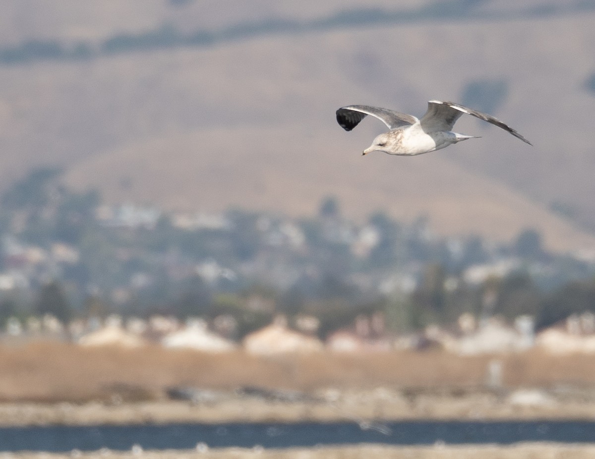 gull sp. - ML646169071