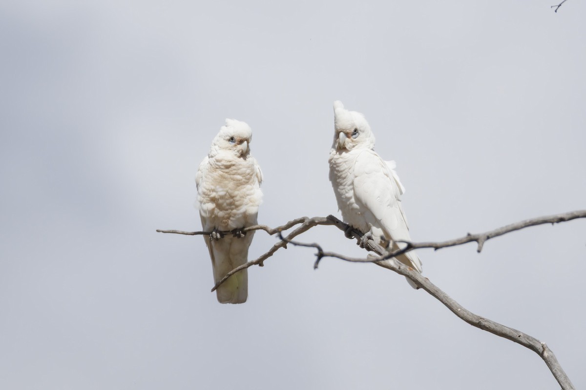 Little Corella - ML646169072