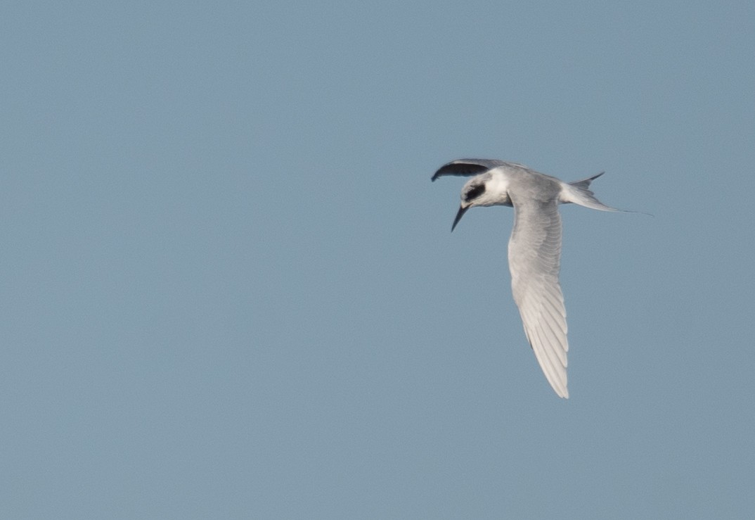 Forster's Tern - ML646169073
