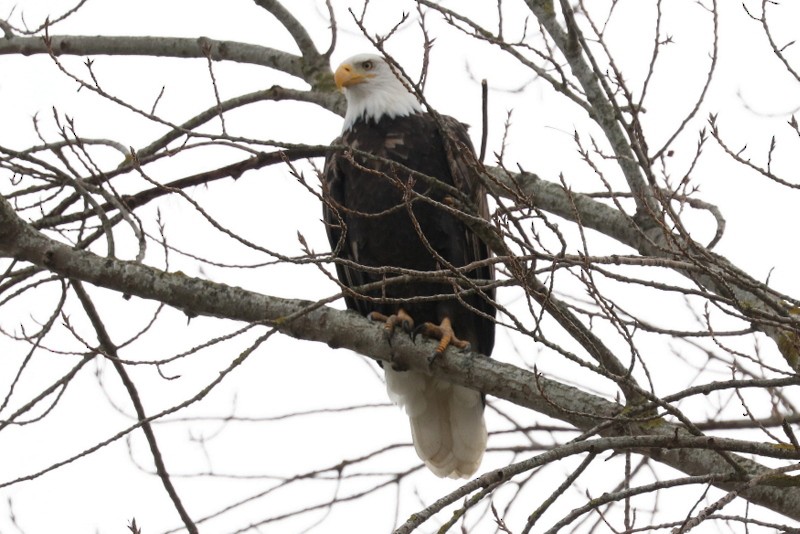 Bald Eagle - ML646169074