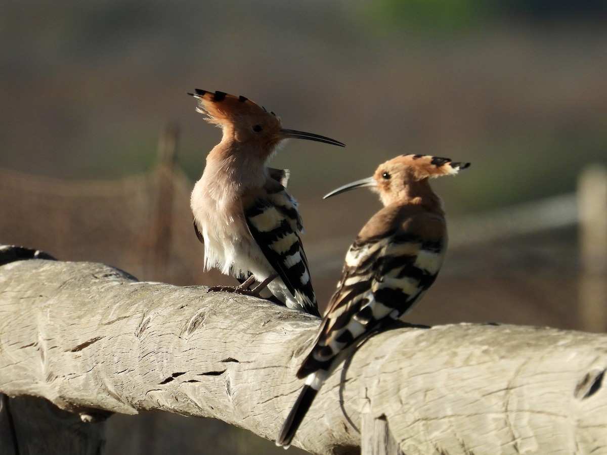 Common Hoopoe - ML646169075