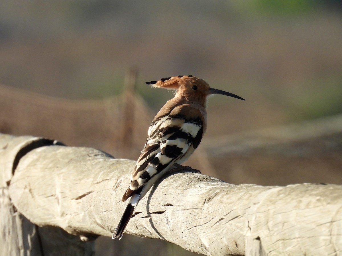 Common Hoopoe - ML646169076
