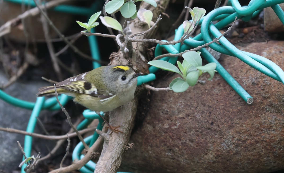 Goldcrest - ML646169077