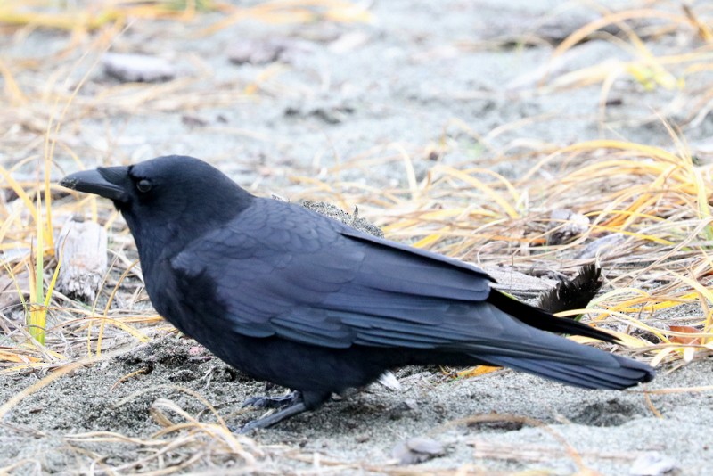 American Crow - ML646169079