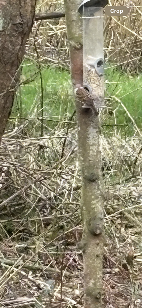 Gorrión Molinero - ML646169080