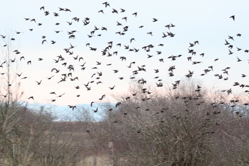 Estornino Pinto - ML646169083