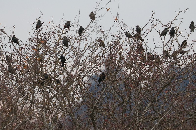 Estornino Pinto - ML646169084