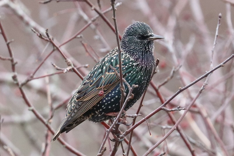 Estornino Pinto - ML646169085