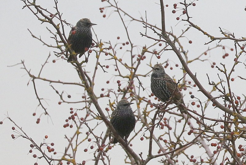 Estornino Pinto - ML646169086