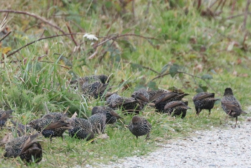 Estornino Pinto - ML646169087