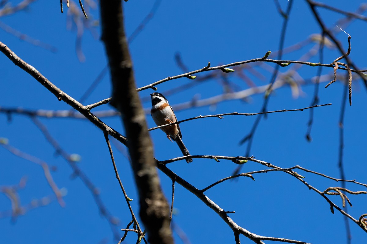 Mito Gorjinegro (Común) - ML646169089