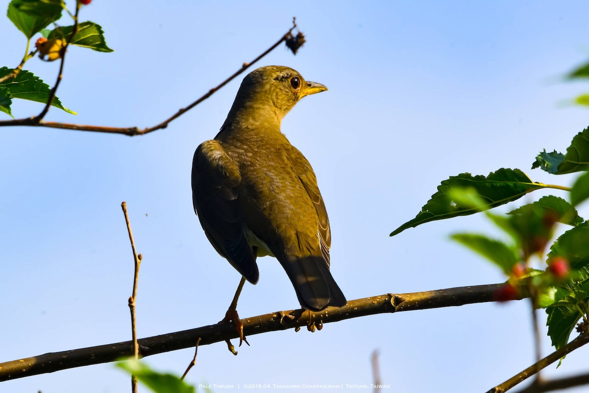 Zorzal Pálido - ML646169090