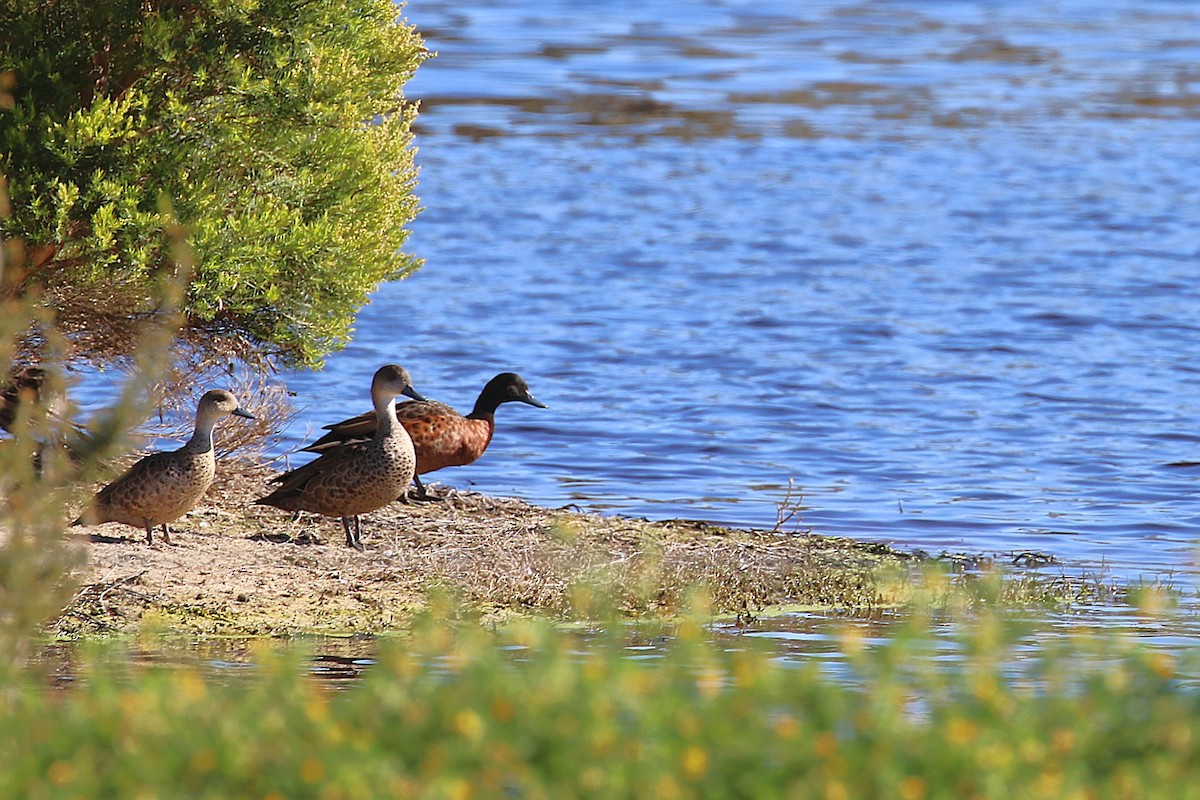 Cerceta Castaña - ML646169091