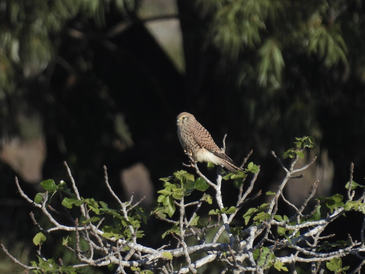 Cernícalo Vulgar - ML646169092