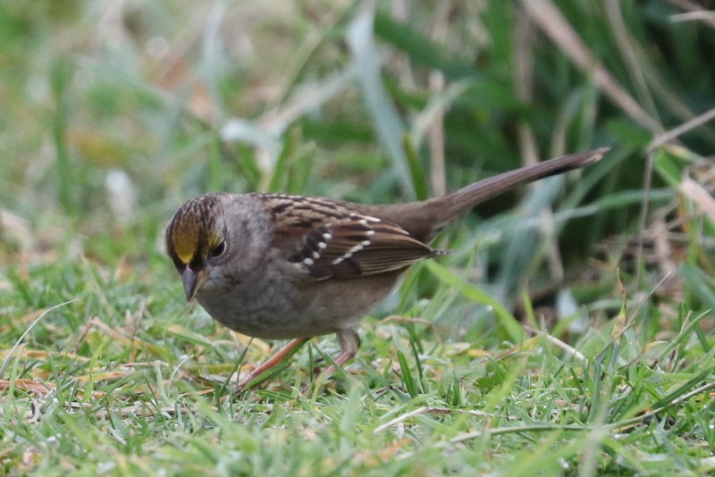 Chingolo Coronidorado - ML646169094