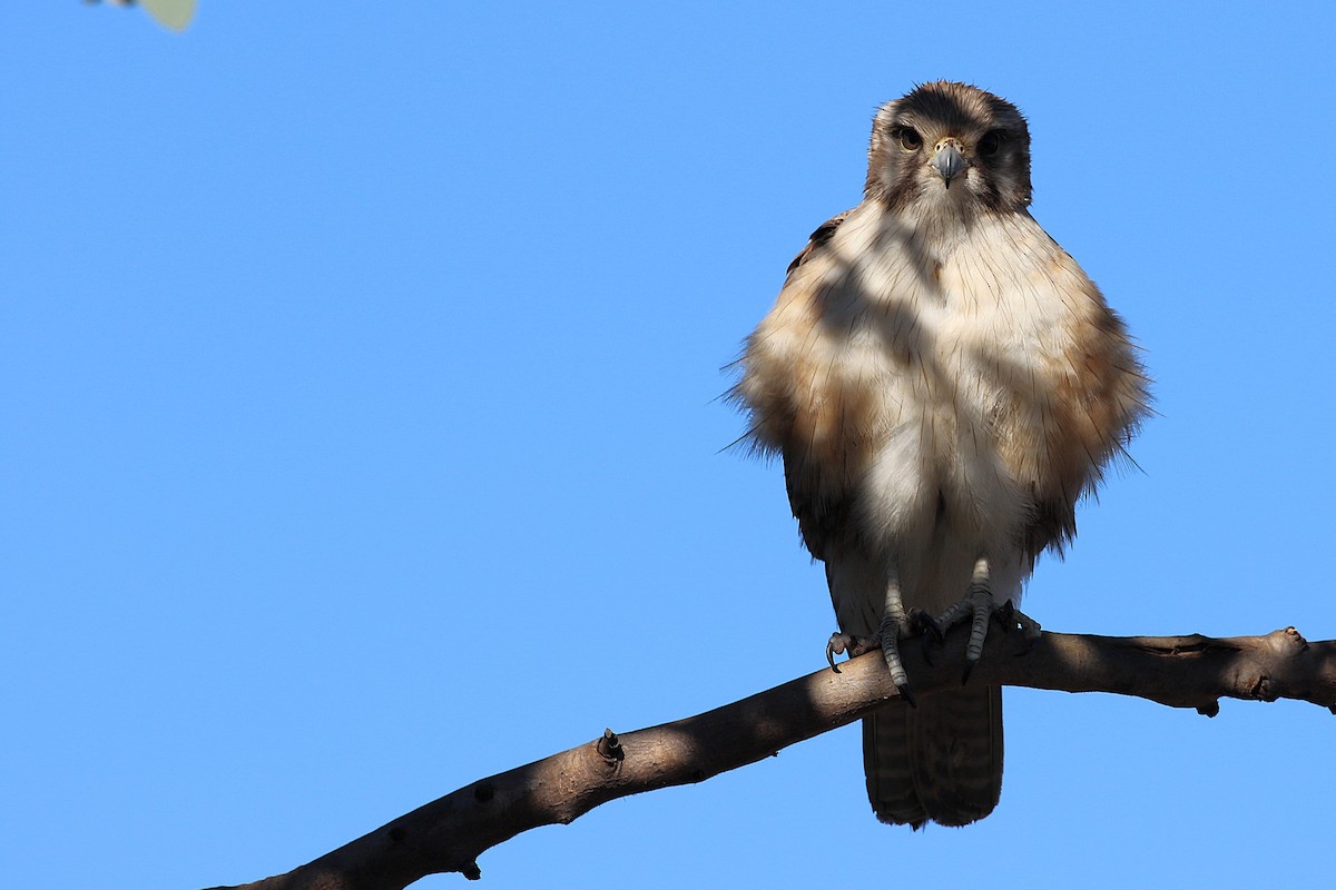 Halcón Berigora - ML646169095