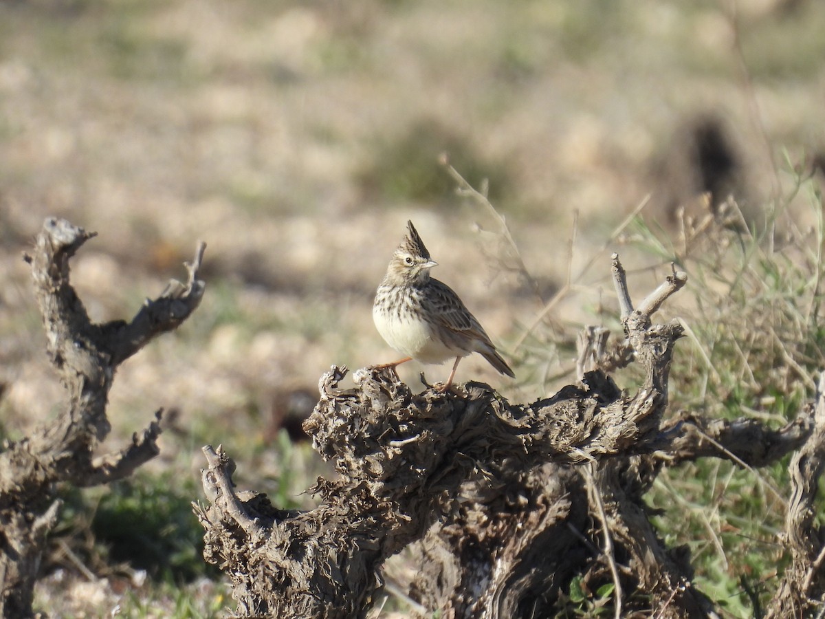 Cogujada Montesina - ML646169098
