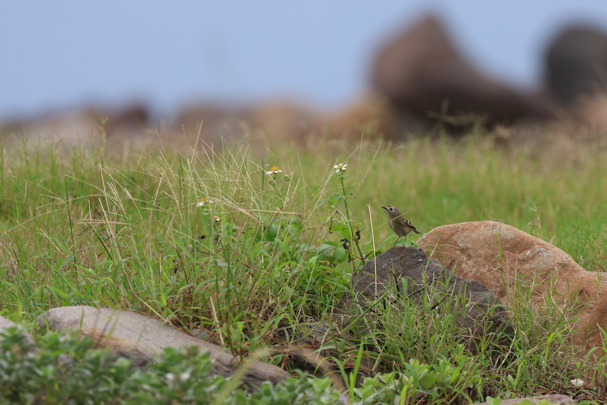 Reyezuelo Sencillo - ML646169101