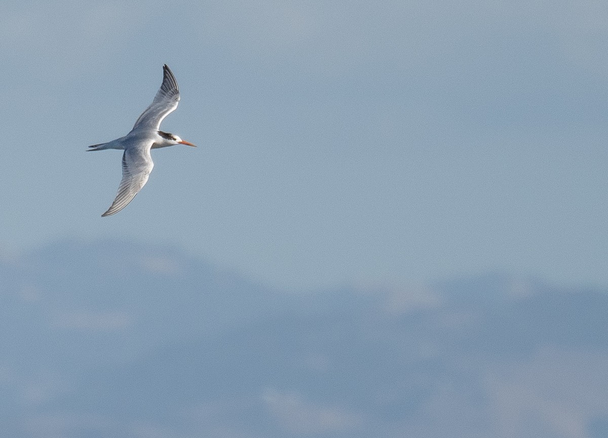 Charrán Elegante - ML646169102