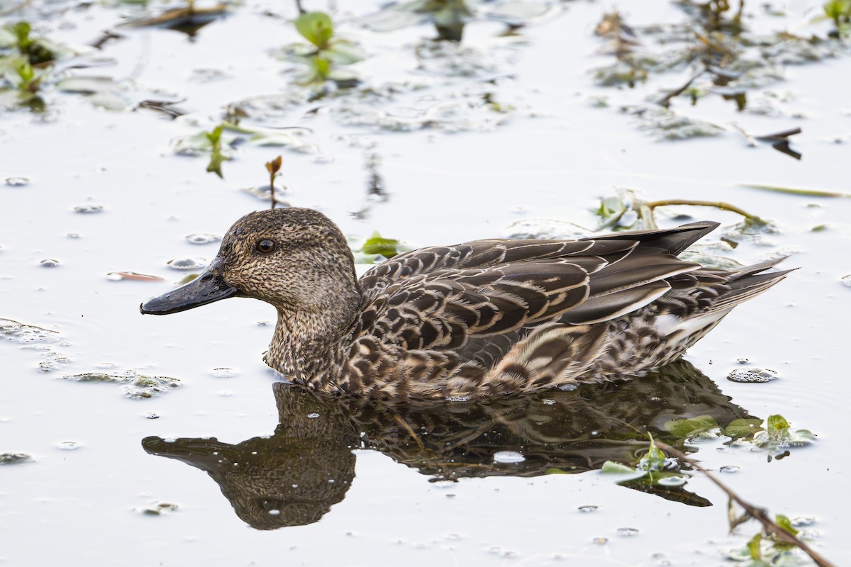 Cerceta Común (Euroasiática) - ML646169106