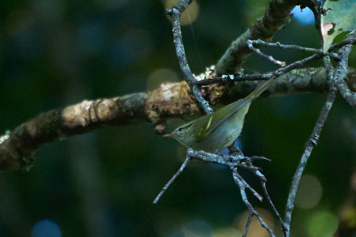 Mosquitero sp. - ML646169107