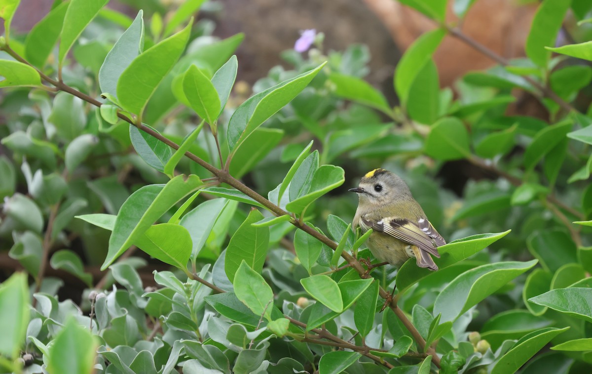 Goldcrest - ML646169109